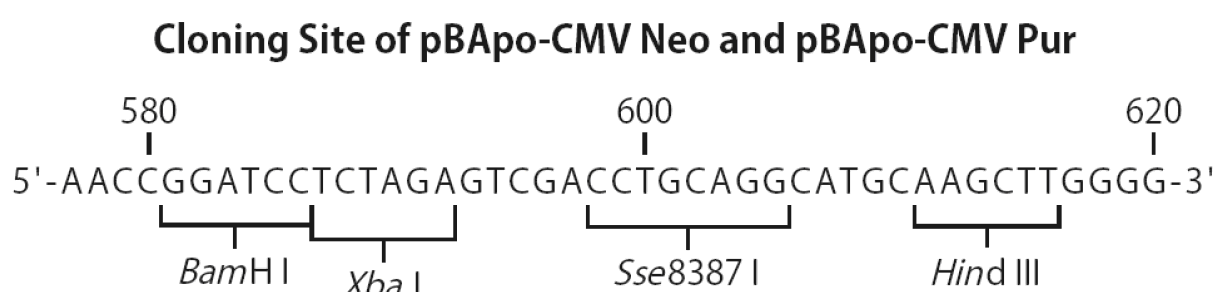 pBApo-CMV-neo 多克隆位点 点击看大图 pBApo-CMV-neo 多克隆位点